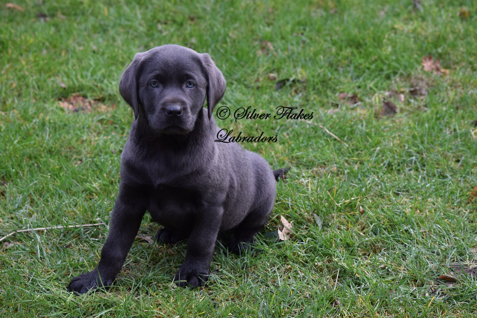 Silver sales flakes labradors